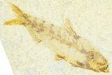 Plate With Two Fossil Fish (Knightia) - Wyoming #367488-1